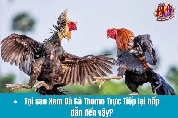 Xem Đá Gà Thomo Trực Tiếp – Trải Nghiệm Hành Trình Đầy Cảm Xúc