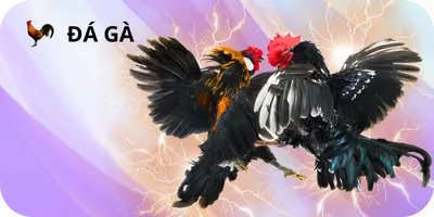 đá gà Rikvip